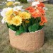 Цветник КАНЬОН купить в Киришах